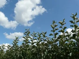 Augļu koku audzētava: āboli, bumbieri, plūmes, ķirši, ķirši, aprikozes, persiki 01