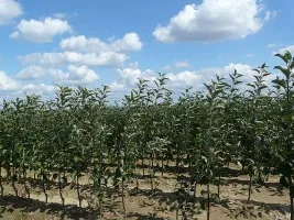 Augļu koku audzētava: āboli, bumbieri, plūmes, ķirši, ķirši, aprikozes, persiki 02