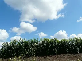 Augļu koku audzētava: āboli, bumbieri, plūmes, ķirši, ķirši, aprikozes, persiki 04
