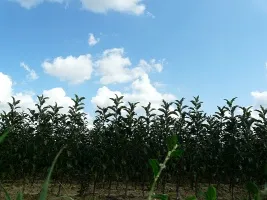Augļu koku audzētava: āboli, bumbieri, plūmes, ķirši, ķirši, aprikozes, persiki 05