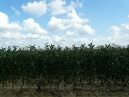 Augļu koku audzētava: āboli, bumbieri, plūmes, ķirši, ķirši, aprikozes, persiki 06