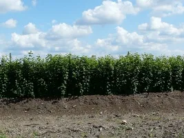 Augļu koku audzētava: ābeles, bumbieri, plūmes, ķirši, ķirši, aprikozes, persiki 07