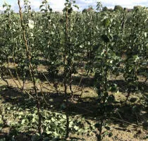 Augļu koku audzētava: ābeles, bumbieri, plūmes, ķirši, ķirši, aprikozes, persiki 11