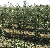 Augļu koku audzētava: ābeles, bumbieri, plūmes, ķirši, ķirši, aprikozes, persiki 12