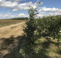 Augļu koku audzētava: ābeles, bumbieri, plūmes, ķirši, ķirši, aprikozes, persiki 14