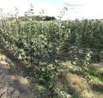 Augļu koku audzētava: ābeles, bumbieri, plūmes, ķirši, ķirši, aprikozes, persiki 15
